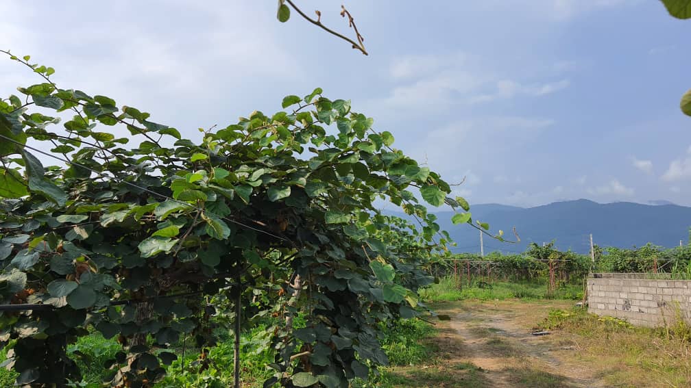 فروش یک قطعه باغ برای افراد خاص و عاشق طبیعت